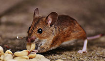 24 Hour & Emergency Exterminators in Grand Chute, WI